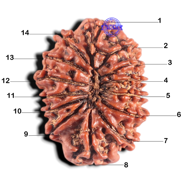 14 Mukhi Nepalese Rudraksha - Bead No. 317