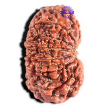 Load image into Gallery viewer, 14 Mukhi Nepalese Rudraksha - Bead No. 317
