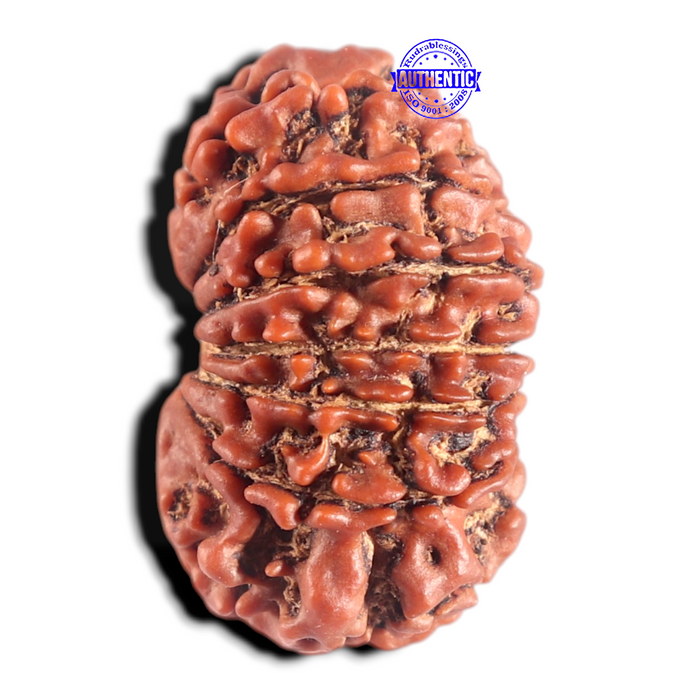 14 Mukhi Nepalese Rudraksha - Bead No. 317