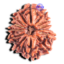 Load image into Gallery viewer, 14 Mukhi Nepalese Rudraksha - Bead No. 340
