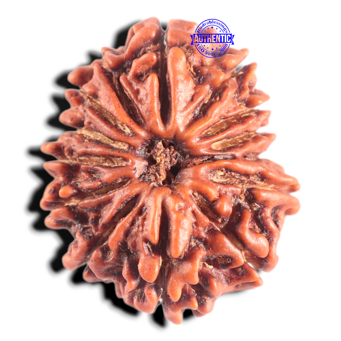14 Mukhi Nepalese Rudraksha - Bead No. 340