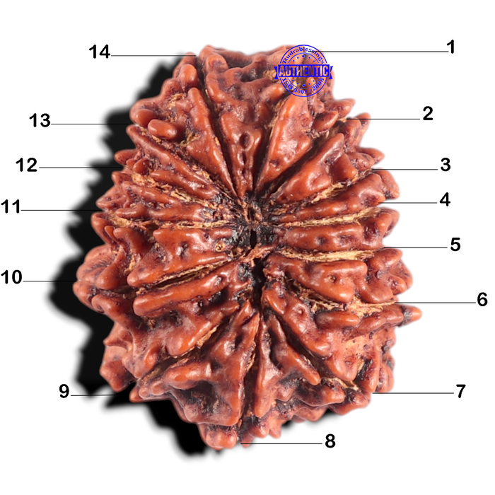 14 Mukhi Nepalese Rudraksha - Bead No. 341