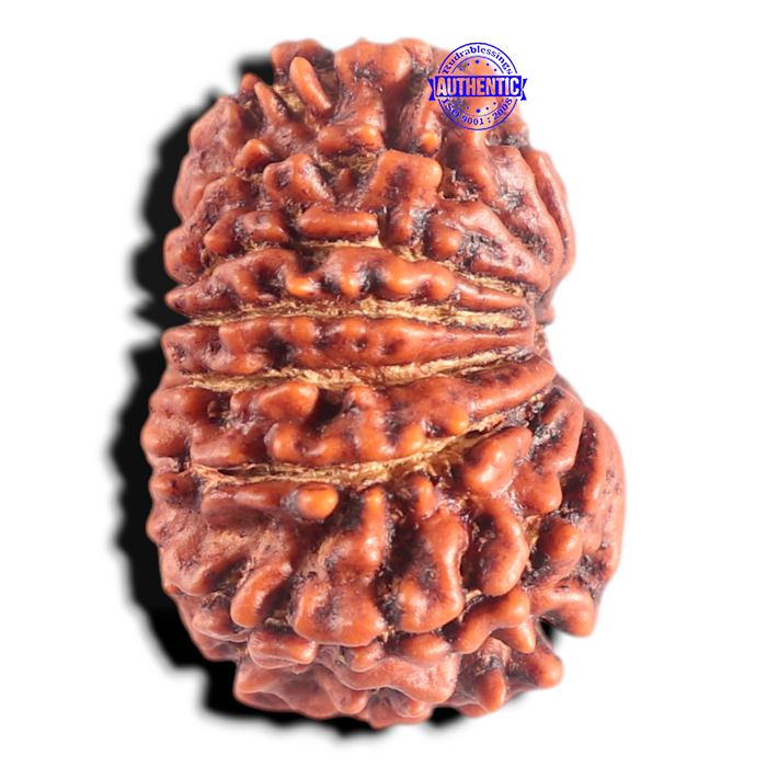 14 Mukhi Nepalese Rudraksha - Bead No. 341