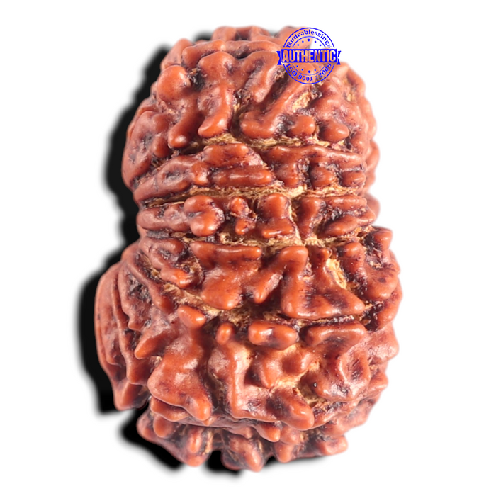 14 Mukhi Nepalese Rudraksha - Bead No. 341