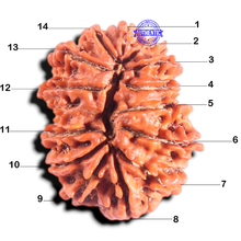 Load image into Gallery viewer, 14 Mukhi Nepalese Rudraksha - Bead No. 347
