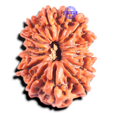 Load image into Gallery viewer, 14 Mukhi Nepalese Rudraksha - Bead No. 347
