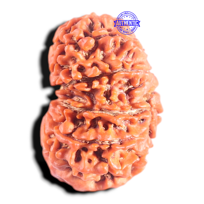 14 Mukhi Nepalese Rudraksha - Bead No. 347