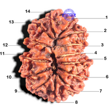 Load image into Gallery viewer, 14 Mukhi Nepalese Rudraksha - Bead No. 348

