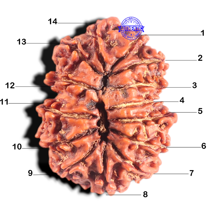 14 Mukhi Nepalese Rudraksha - Bead No. 348