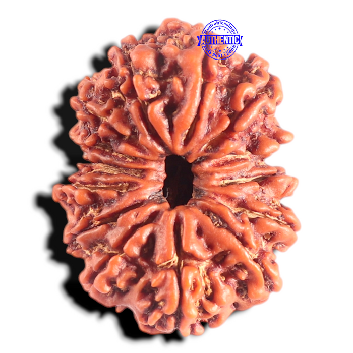 14 Mukhi Nepalese Rudraksha - Bead No. 348