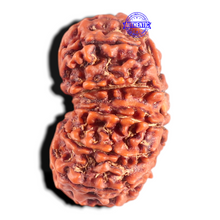 Load image into Gallery viewer, 14 Mukhi Nepalese Rudraksha - Bead No. 348
