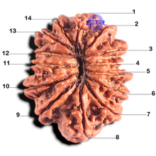 Load image into Gallery viewer, 14 Mukhi Nepalese Rudraksha - Bead No. 378
