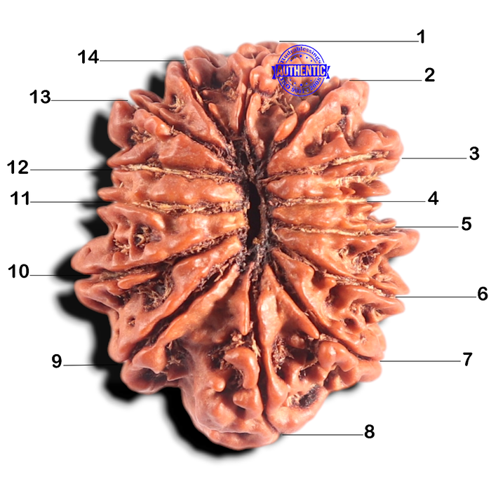 14 Mukhi Nepalese Rudraksha - Bead No. 378
