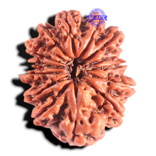 Load image into Gallery viewer, 14 Mukhi Nepalese Rudraksha - Bead No. 378

