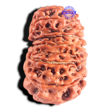 Load image into Gallery viewer, 14 Mukhi Nepalese Rudraksha - Bead No. 378
