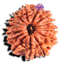 Load image into Gallery viewer, 14 Mukhi Nepalese Rudraksha - Bead No. 387
