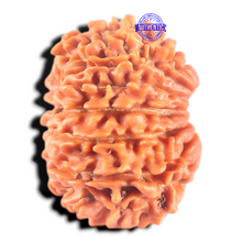 Load image into Gallery viewer, 14 Mukhi Nepalese Rudraksha - Bead No. 387
