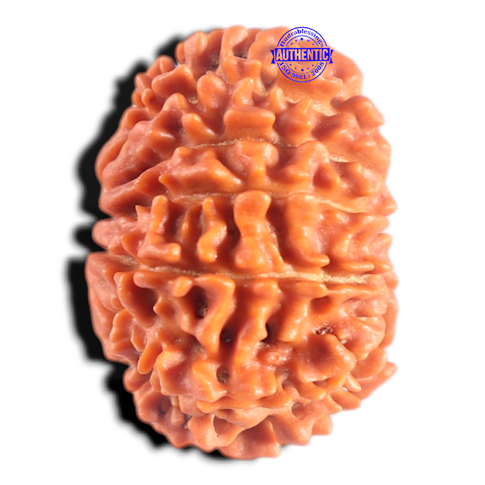 14 Mukhi Nepalese Rudraksha - Bead No. 387