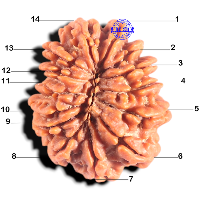 14 Mukhi Nepalese Rudraksha - Bead No. 390