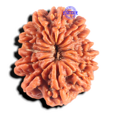 Load image into Gallery viewer, 14 Mukhi Nepalese Rudraksha - Bead No. 390
