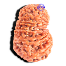 Load image into Gallery viewer, 14 Mukhi Nepalese Rudraksha - Bead No. 390
