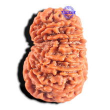 Load image into Gallery viewer, 14 Mukhi Nepalese Rudraksha - Bead No. 390
