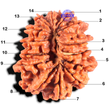 Load image into Gallery viewer, 14 Mukhi Nepalese Rudraksha - Bead No. 394
