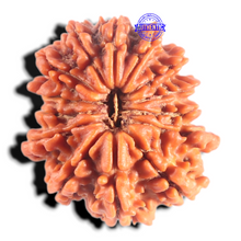 Load image into Gallery viewer, 14 Mukhi Nepalese Rudraksha - Bead No. 394
