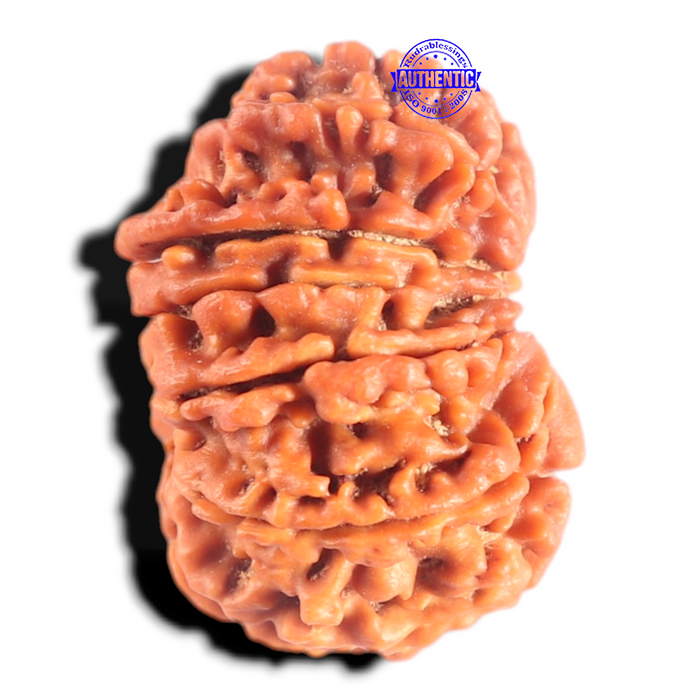 14 Mukhi Nepalese Rudraksha - Bead No. 394