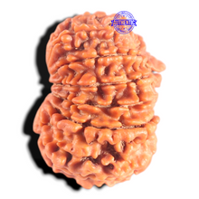 Load image into Gallery viewer, 14 Mukhi Nepalese Rudraksha - Bead No. 394
