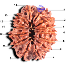 Load image into Gallery viewer, 14 Mukhi Nepalese Rudraksha - Bead No. 154

