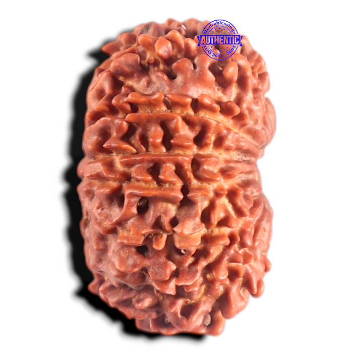14 Mukhi Nepalese Rudraksha - Bead No. 154