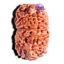 Load image into Gallery viewer, 14 Mukhi Nepalese Rudraksha - Bead No. 154
