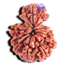 Load image into Gallery viewer, 14 Mukhi Nepalese Garbhgauri Rudraaksha - Bead No. 169
