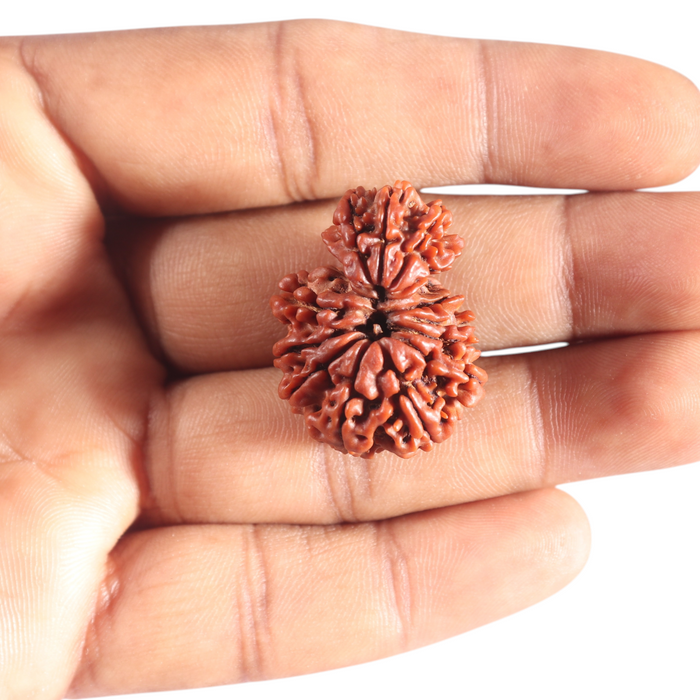 14 Mukhi Nepalese Garbhgauri Rudraaksha - Bead No. 169