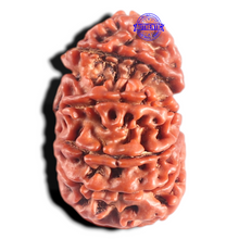 Load image into Gallery viewer, 14 Mukhi Nepalese Garbhgauri Rudraaksha - Bead No. 169
