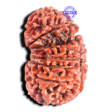 Load image into Gallery viewer, 14 Mukhi Nepalese Garbhgauri Rudraaksha - Bead No. 169
