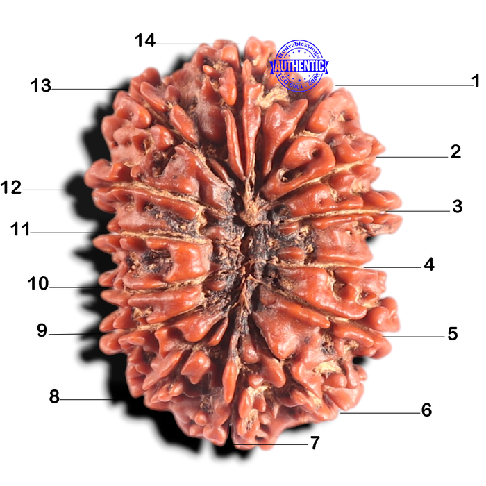 14 Mukhi Nepalese Rudraksha - Bead No. 181