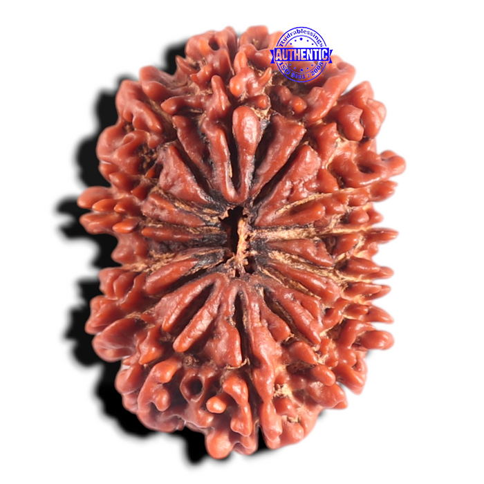 14 Mukhi Nepalese Rudraksha - Bead No. 181