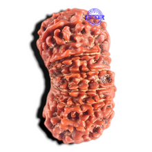 Load image into Gallery viewer, 14 Mukhi Nepalese Rudraksha - Bead No. 181
