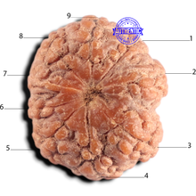 Load image into Gallery viewer, 9 Mukhi Rudraksha from Indonesia - Bead No. 14
