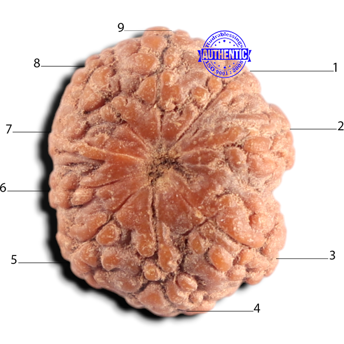 9 Mukhi Rudraksha from Indonesia - Bead No. 14