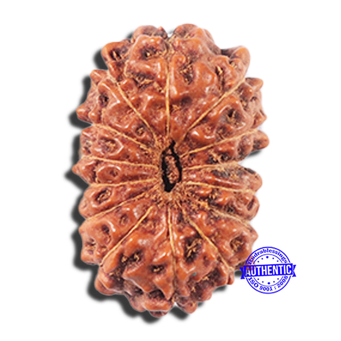14 mukhi Indonesian Rudraksha -  Bead No. 351