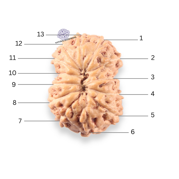 14 mukhi Indonesian Rudraksha -  Bead No.408