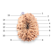 Load image into Gallery viewer, 14 mukhi Indonesian Rudraksha -  Bead No.406
