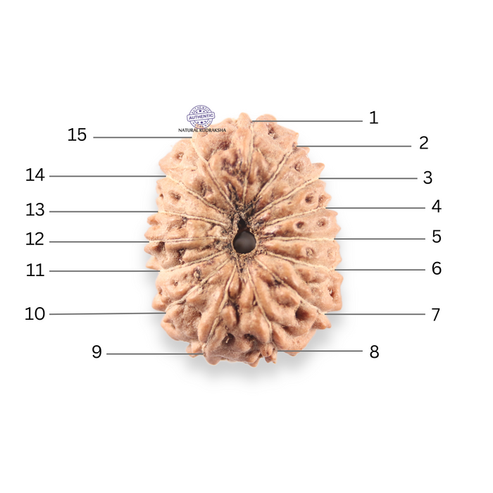 14 mukhi Indonesian Rudraksha -  Bead No.406