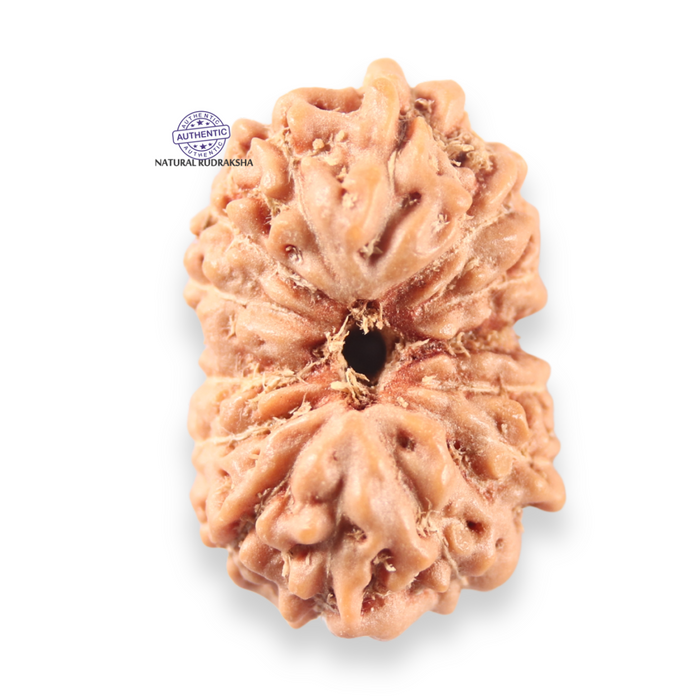 14 mukhi Indonesian Rudraksha -  Bead No.412