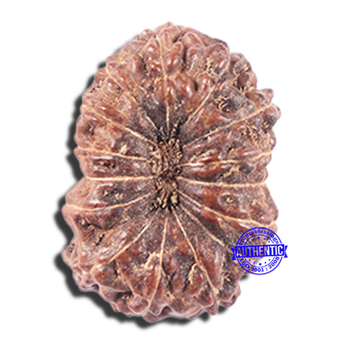 14 mukhi Indonesian Rudraksha -  Bead No. 339