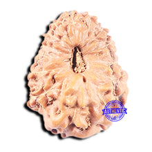 Load image into Gallery viewer, 14 mukhi Indonesian Rudraksha -  Bead No. 346

