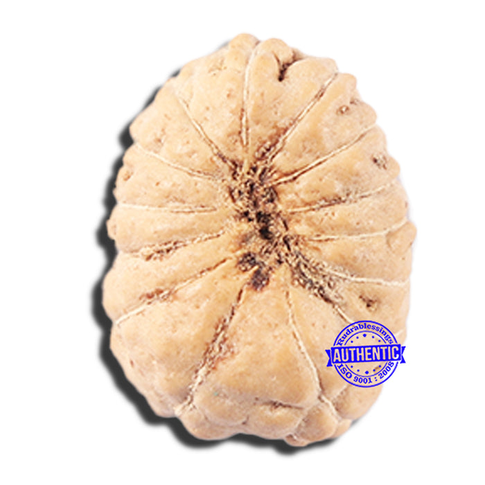 14 mukhi Indonesian Rudraksha -  Bead No. 350
